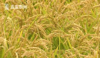 视频 新型种养模式助力 辽宁水稻种植增出 高附加值