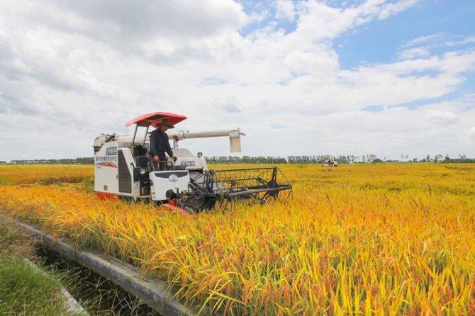 广东首轮垦造的4200亩水田种植水稻喜获丰收