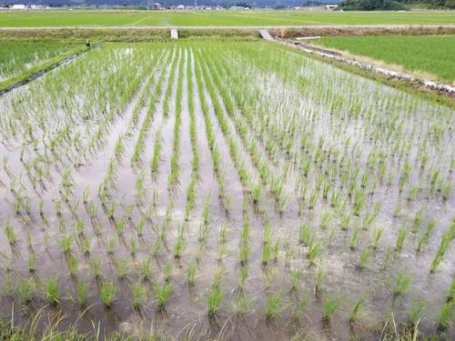 难怪日本农业做得好,同样是种水稻,日本农民太用心了!