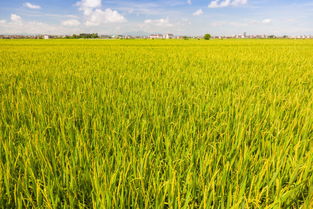同样都是大米为什么五常大米那么有名,听听当地的水稻种植户怎么说