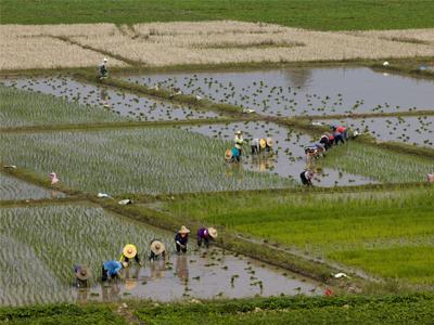 水稻种植15 -水稻种植,黑龙江水稻种植哪家好,五常市水稻种植-产品
