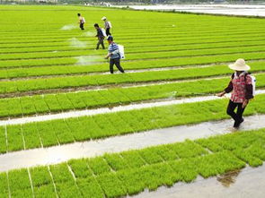 国家今年要调减水稻种植面积1000万亩以上 鼓励种植特色优势作物