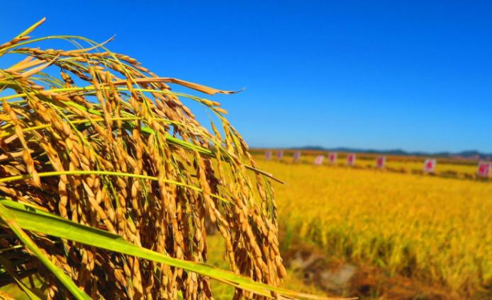 水稻种植管理,种植水稻的步骤,具体如何进行实施?