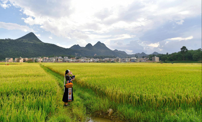 丘北曰者:打造2000亩优质水稻种植基地