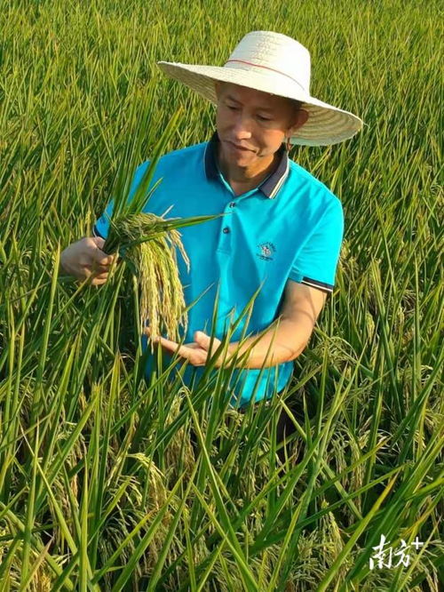 水稻种植能手黄介茂 精进技术让水稻 粒粒归仓