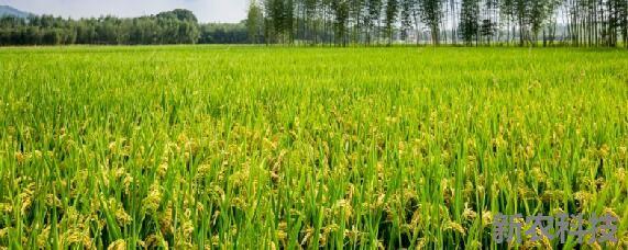 水稻适合什么土壤水稻适合什么土壤种植
