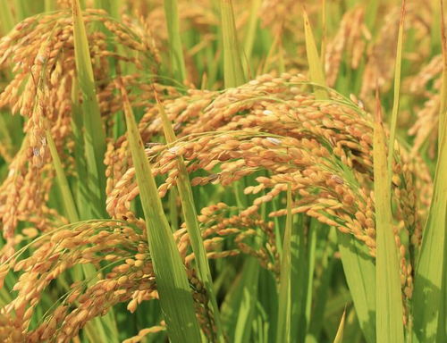 美国水稻单亩产量多高 我国作为粮食大国,亩产量为何不及美国