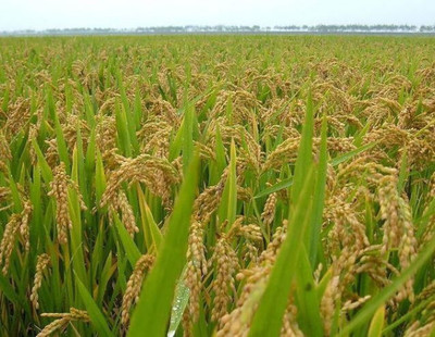 宁夏平原种植水稻受昼夜温差影响吗