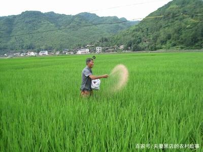 水稻的种植过程该如何科学的追肥?钾肥对于水稻来说意味着什么
