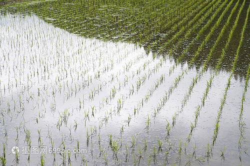 日光万里无云农作物水稻种植