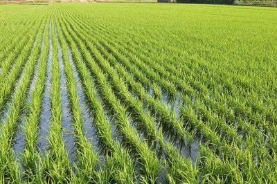 海水稻种植条件!海水稻怎么培育?海水稻如何在盐碱地种植?
