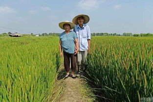 上海老人种植水稻版 中国地图 迎国庆