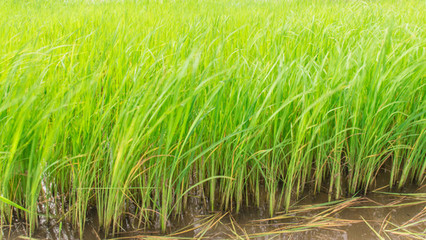 水稻种植苗木