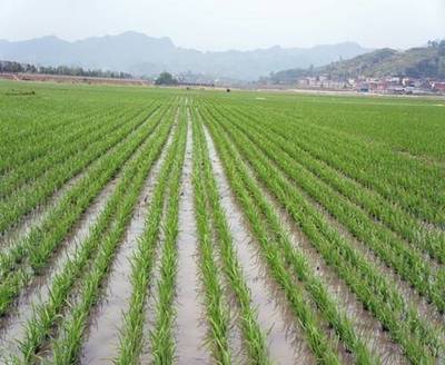 新型生态水稻种植方法,为你解决生态水稻产量低的烦恼