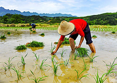 种植水稻_种植水稻素材_种植水稻大全_种植水稻高清_全景视觉